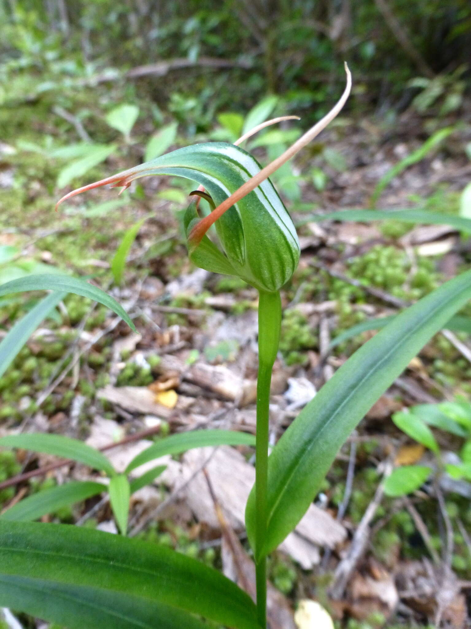 Image of Tutukiwi