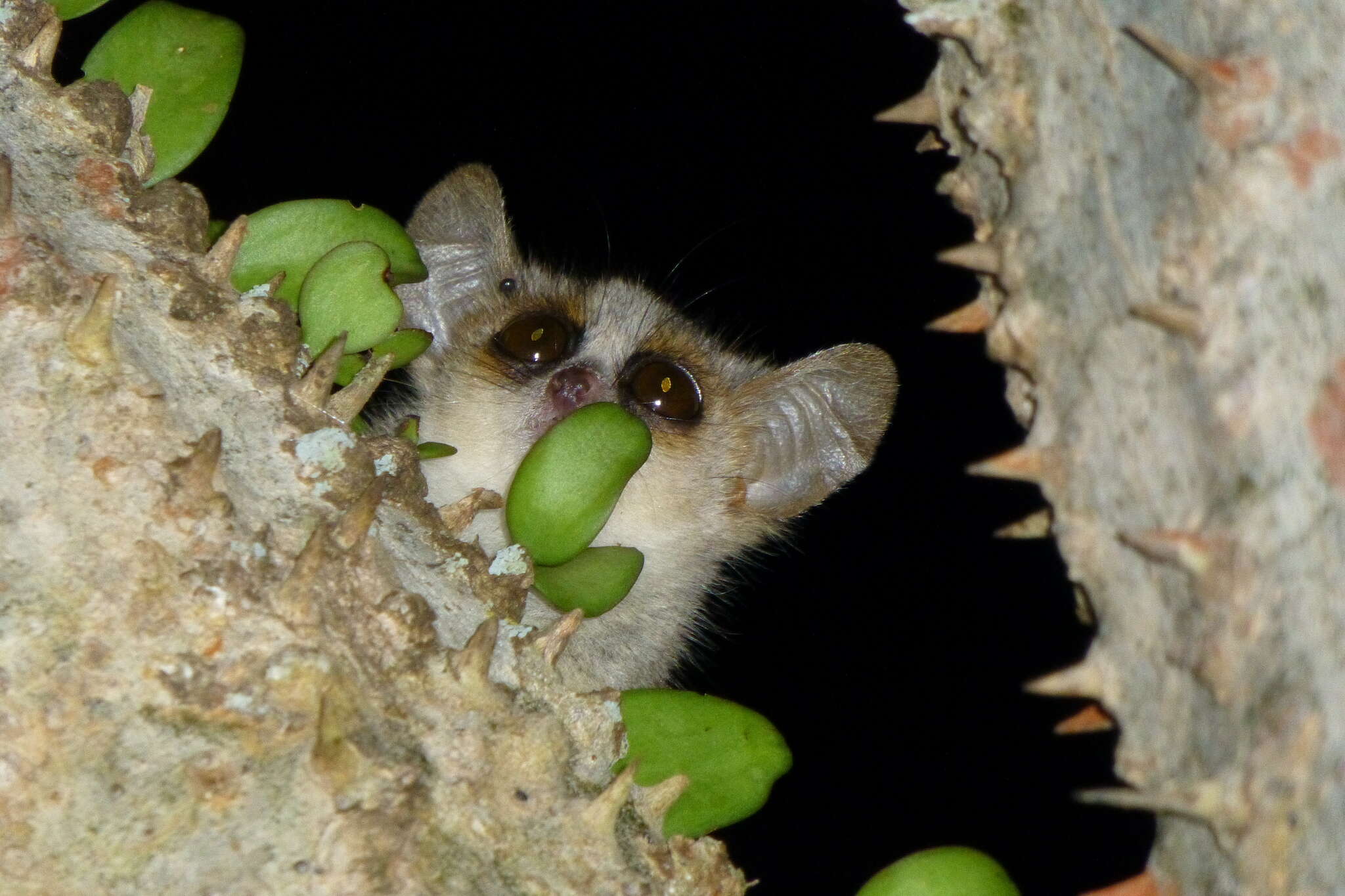 Image of Gray-brown Mouse Lemur