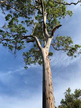 Angophora leiocarpa (L. Johnson ex G. Leach) K. R. Thiele & P. Y. Ladiges的圖片