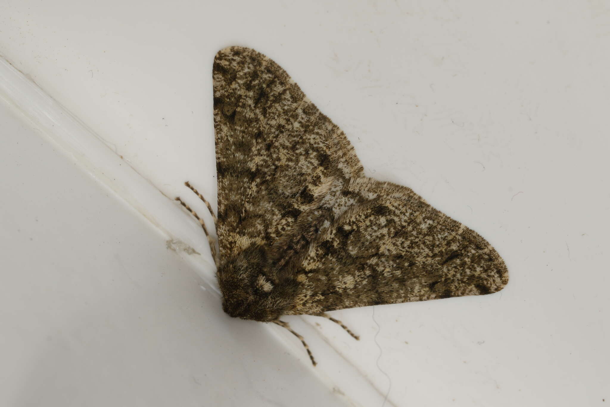 Image of pale brindled beauty