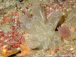 Image of football ascidian