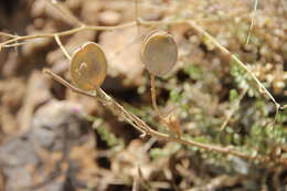 Imagem de Fibigia macrocarpa (Boiss.) Boiss.