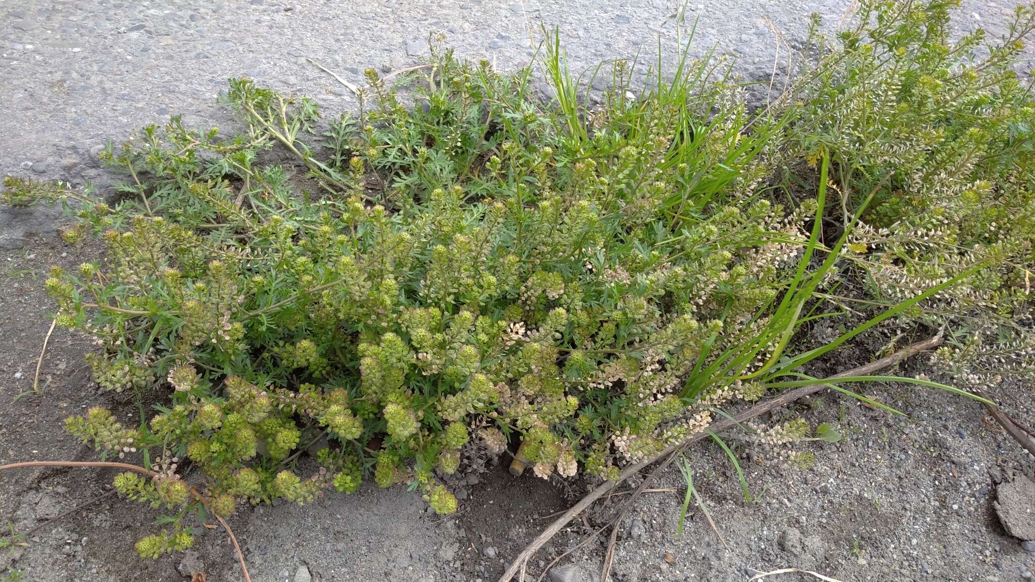 Image of Lepidium bipinnatifidum Desv.