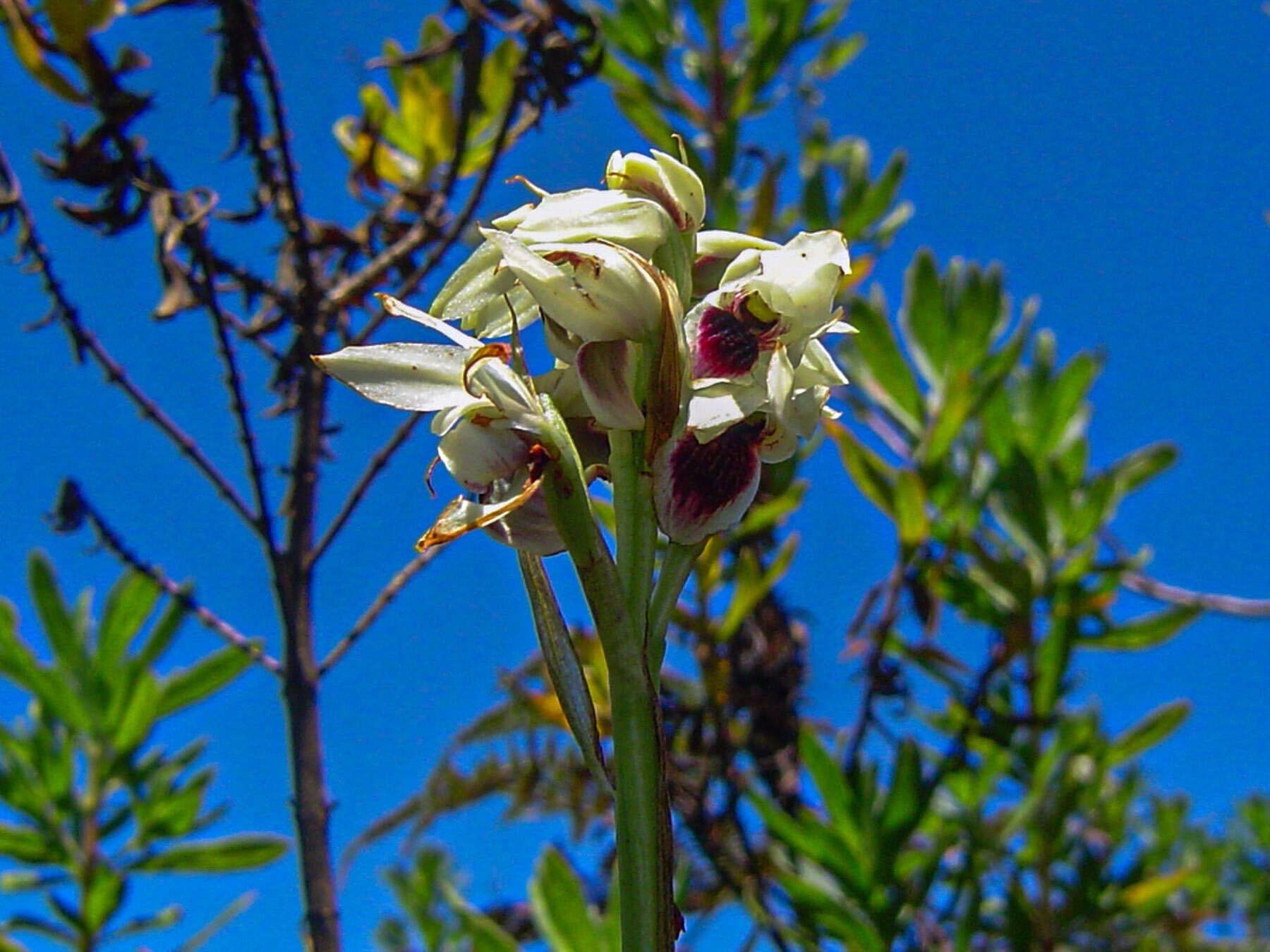 Image of Eulophia eustachya (Rchb. fil.) Geerinck