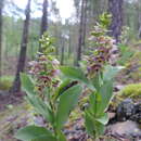 Epipactis schmalhausenii K. Richt. resmi