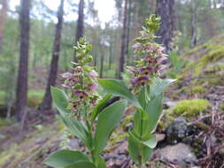 Image of Epipactis schmalhausenii K. Richt.