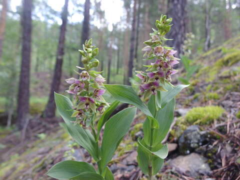 Image of Epipactis schmalhausenii K. Richt.