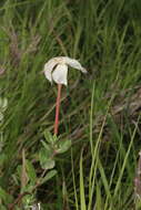 Image of plateau rocktrumpet