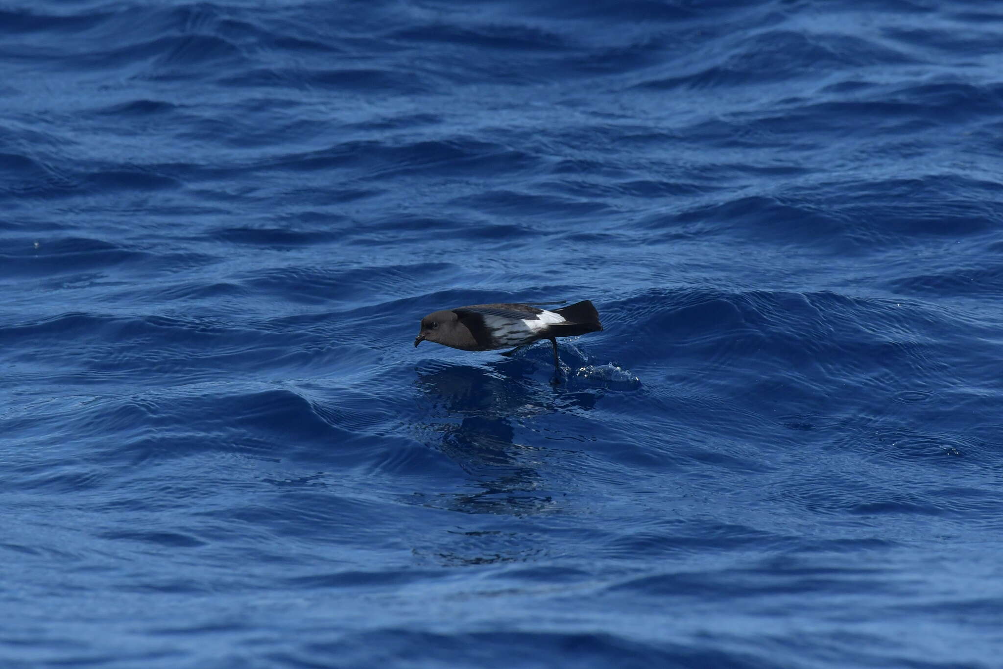 Image of New Zealand Storm Petrel