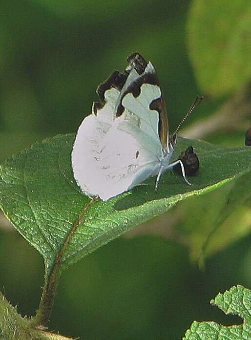 Plancia ëd Dynamine myrrhina Doubleday (1849)