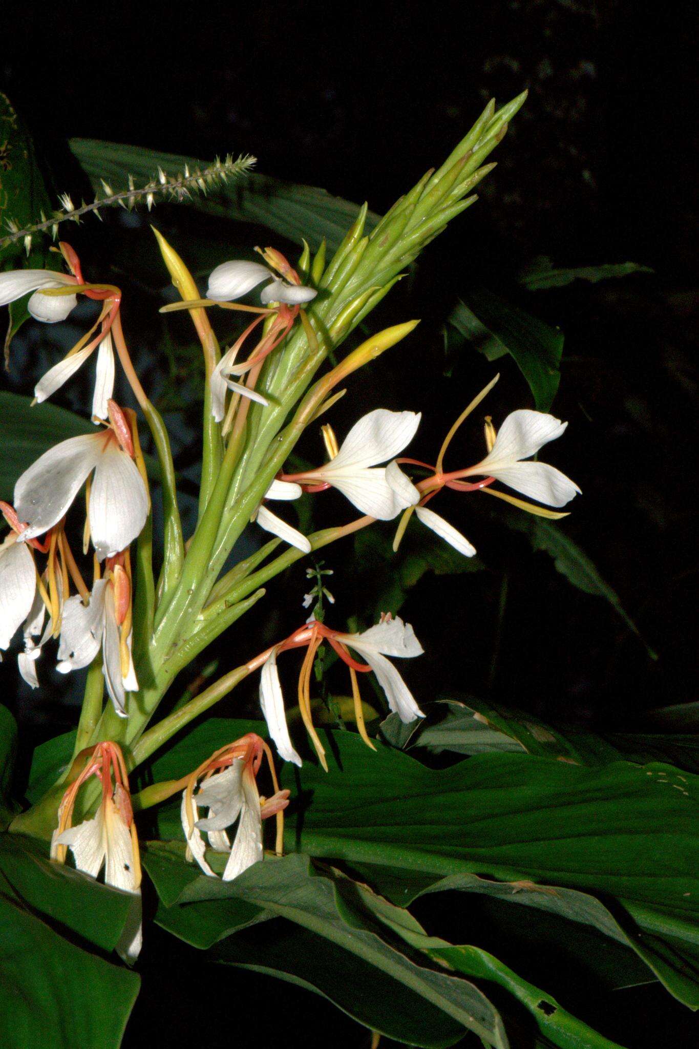 Image of Hedychium spicatum Sm.