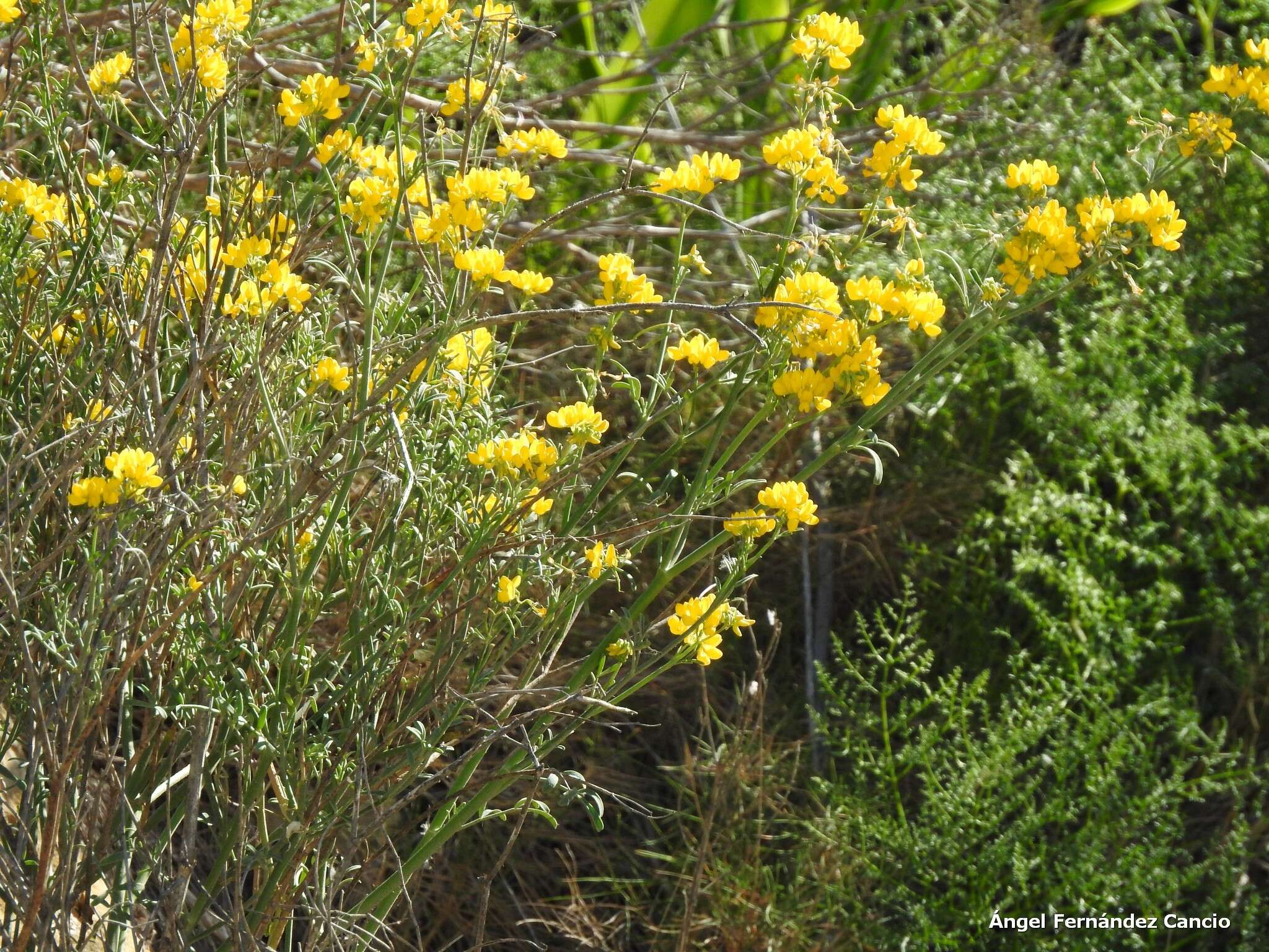 Plancia ëd Coronilla juncea L.