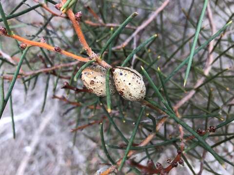 Image of Hakea mitchellii Meissn.