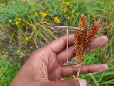 Imagem de Carex clavata Thunb.