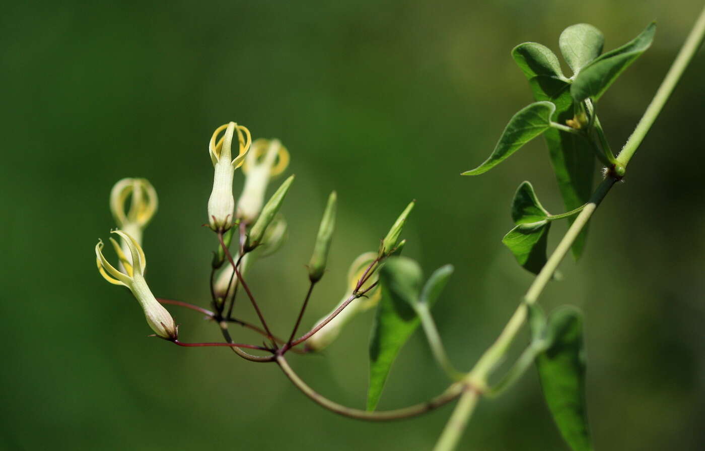 Imagem de Riocreuxia polyantha Schltr.