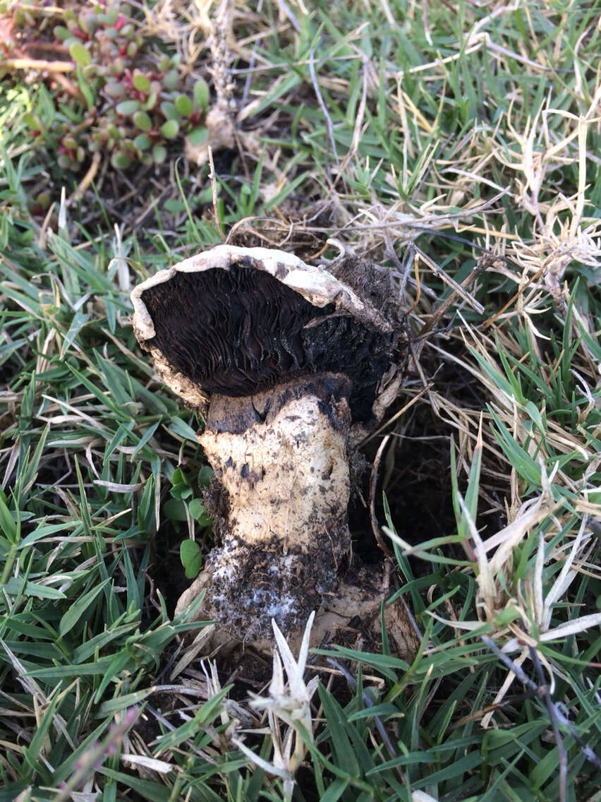 Imagem de Agaricus bitorquis (Quél.) Sacc. 1887