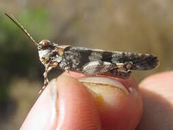 Trimerotropis cincta (Thomas & C. 1870) resmi