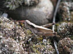 Plancia ëd Chloealtis abdominalis (Thomas & C. 1873)