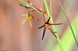 Ceropegia chlorantha (Schltr.) Bruyns的圖片