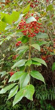 Image of Viburnum luzonicum Rolfe