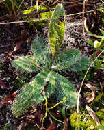 Image of hairy hawkweed