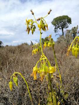 Image of Cotyledon campanulata Marloth