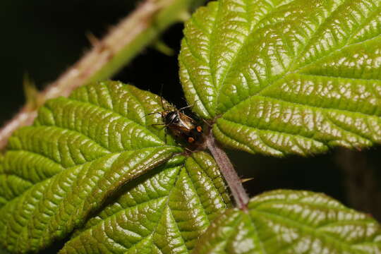 Image of Deraeocoris flavilinea (A. Costa 1862)