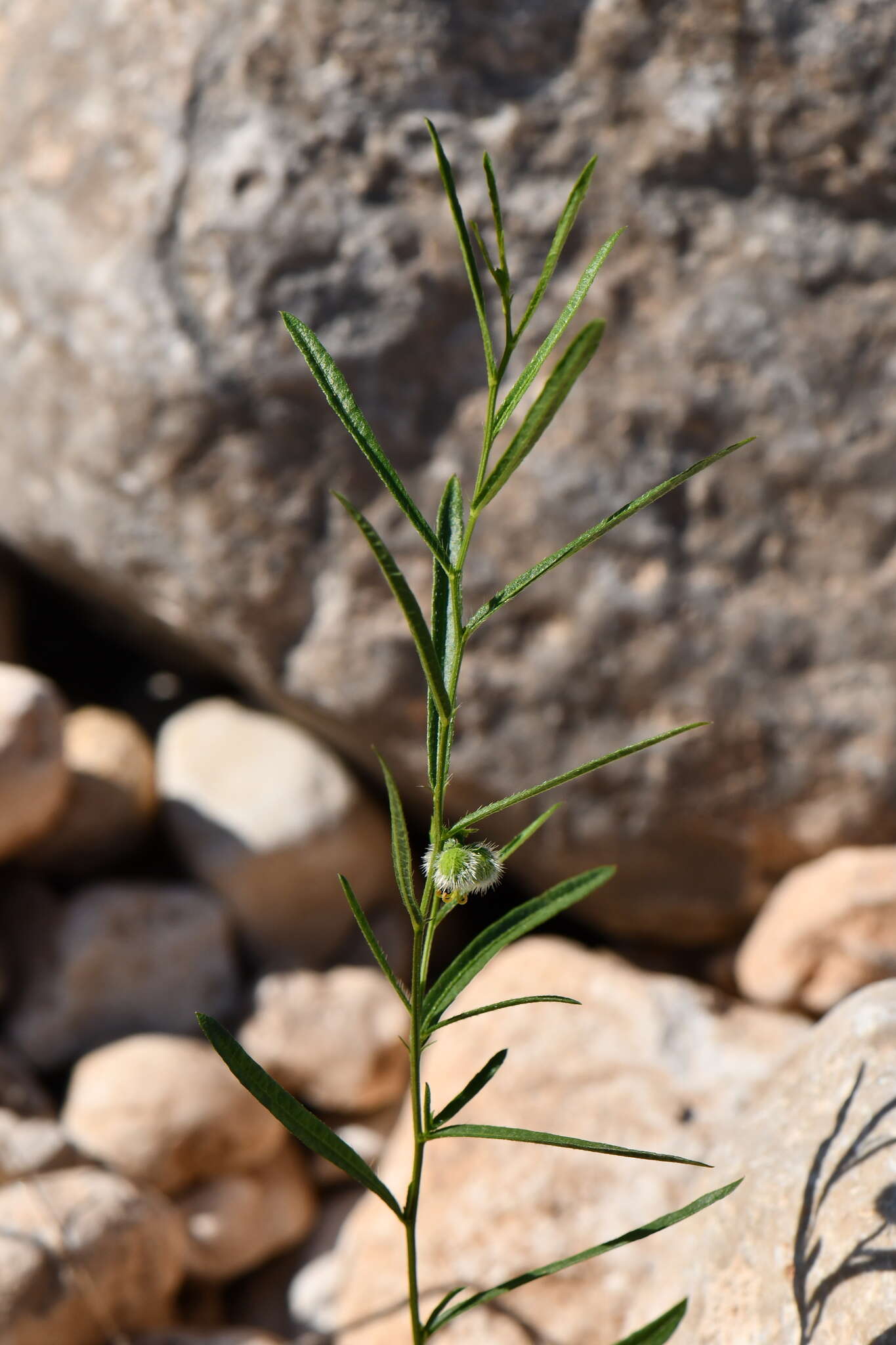 Image of branched noseburn