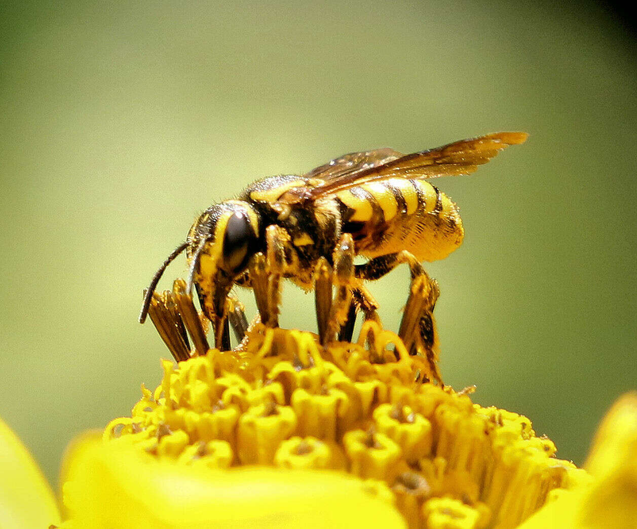 Image of Paranthidium jugatorium lepidum (Cresson 1878)