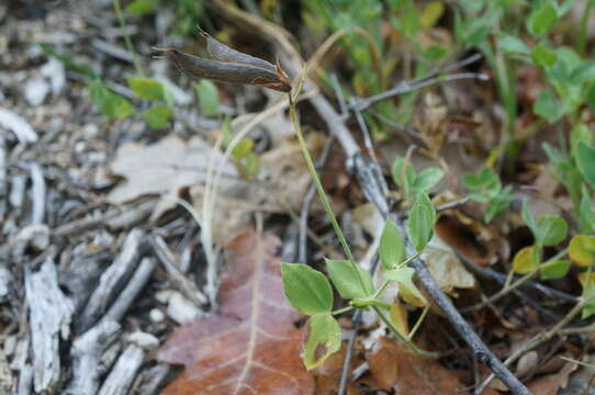 Imagem de Lathyrus laxiflorus (Desf.) Kuntze