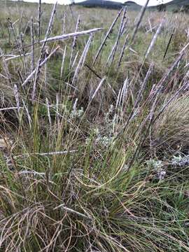 Image of Wire grass