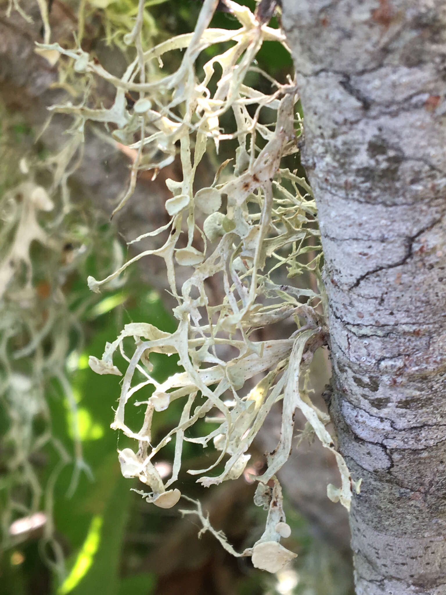 Imagem de Ramalina leptocarpha Tuck.