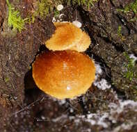 Image of Pholiota squarrosipes Cleland 1933