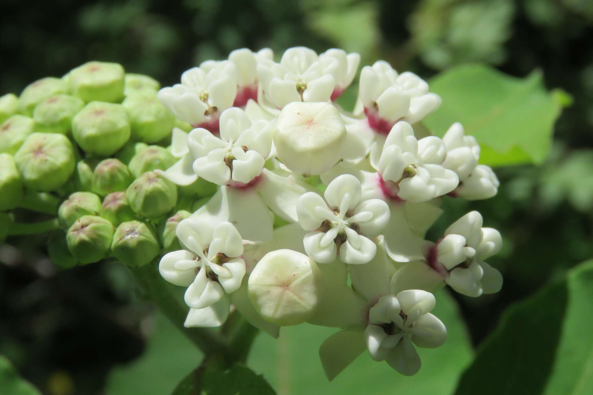 Image of redring milkweed