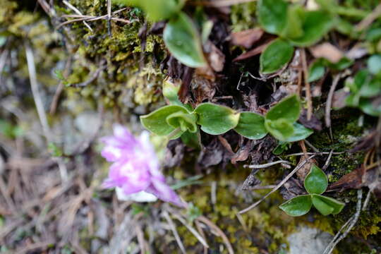 Plancia ëd Primula clusiana Tausch