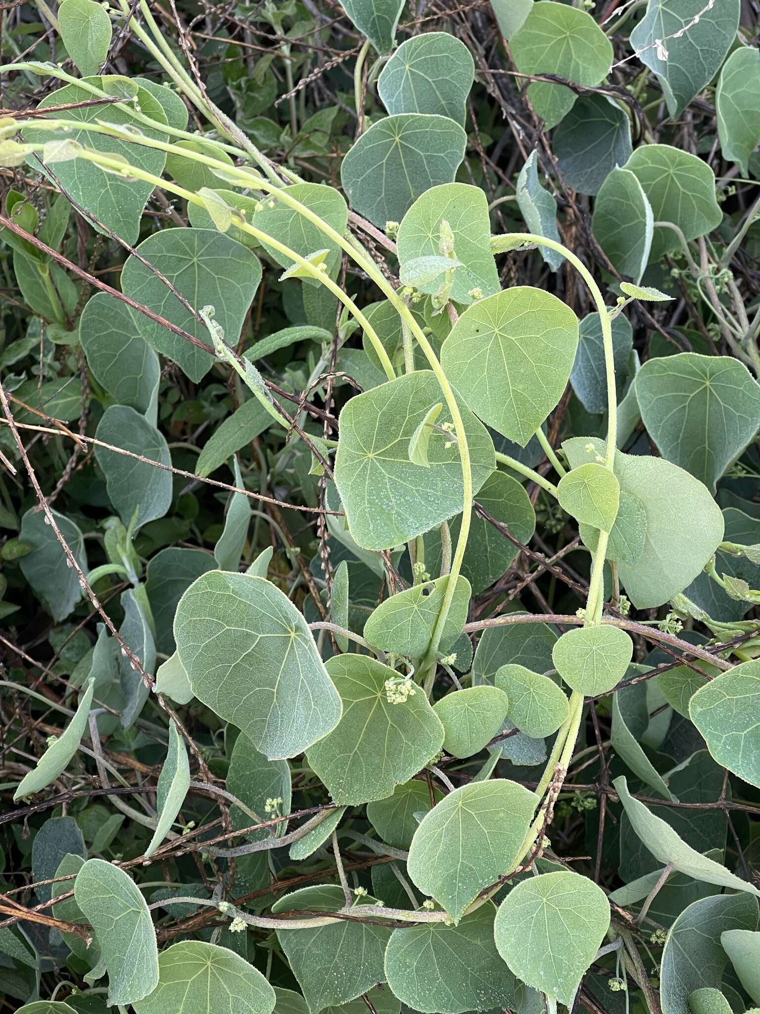 Image de Stephania abyssinica var. tomentella (Oliv.) Diels