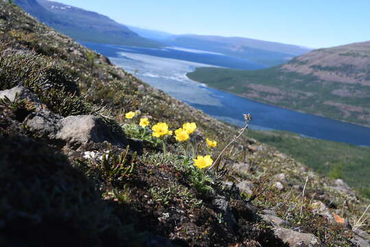 Imagem de Geum glaciale J. E. Adams ex Fisch.