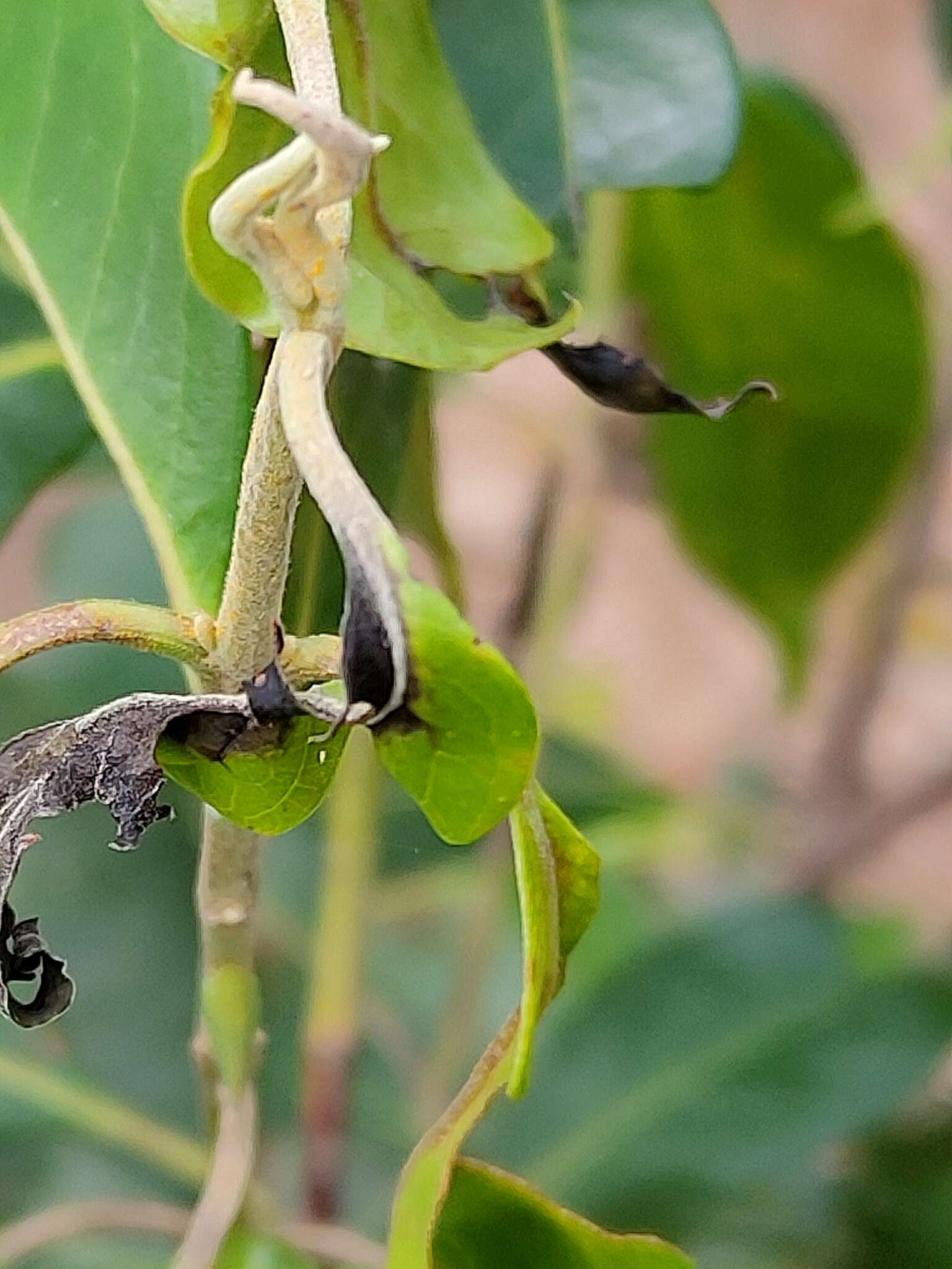 Sivun Rhodomyrtus psidioides (G. Don) Benth. kuva