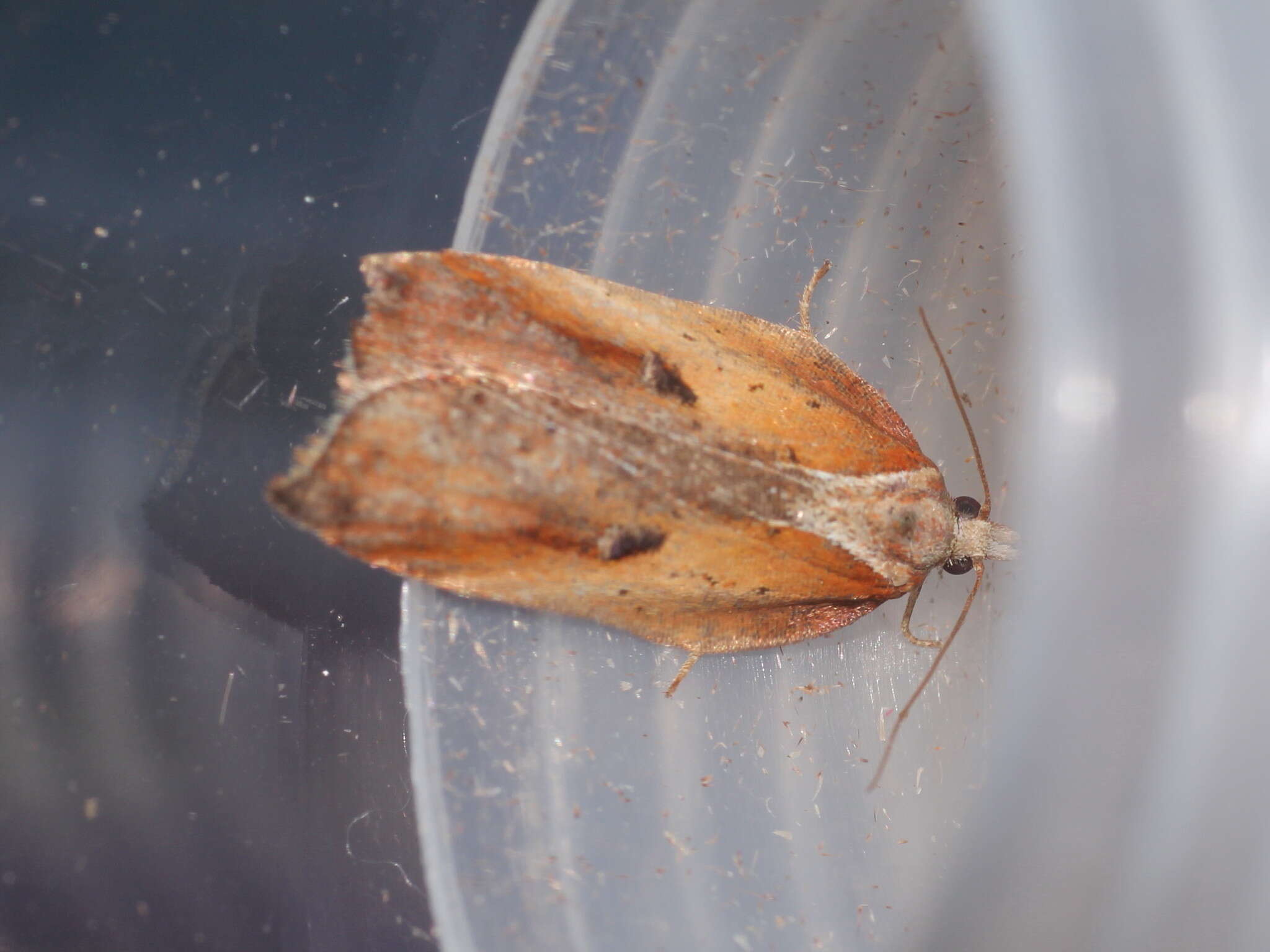 Image of Acleris cristana Denis & Schiffermüller 1775