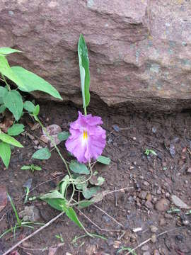 Image of Mauve ginger