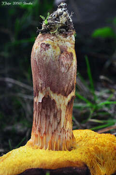 Image of Poplar Bolete