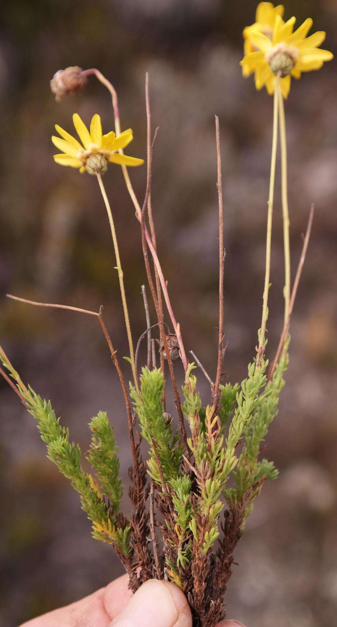 Ursinia heterodonta (DC.) N. E. Br. resmi