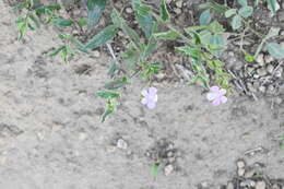 Image of Priva grandiflora (Ortega) Moldenke