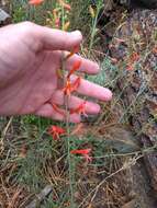 Sivun Penstemon labrosus (A. Gray) Mast. ex Hook. fil. kuva