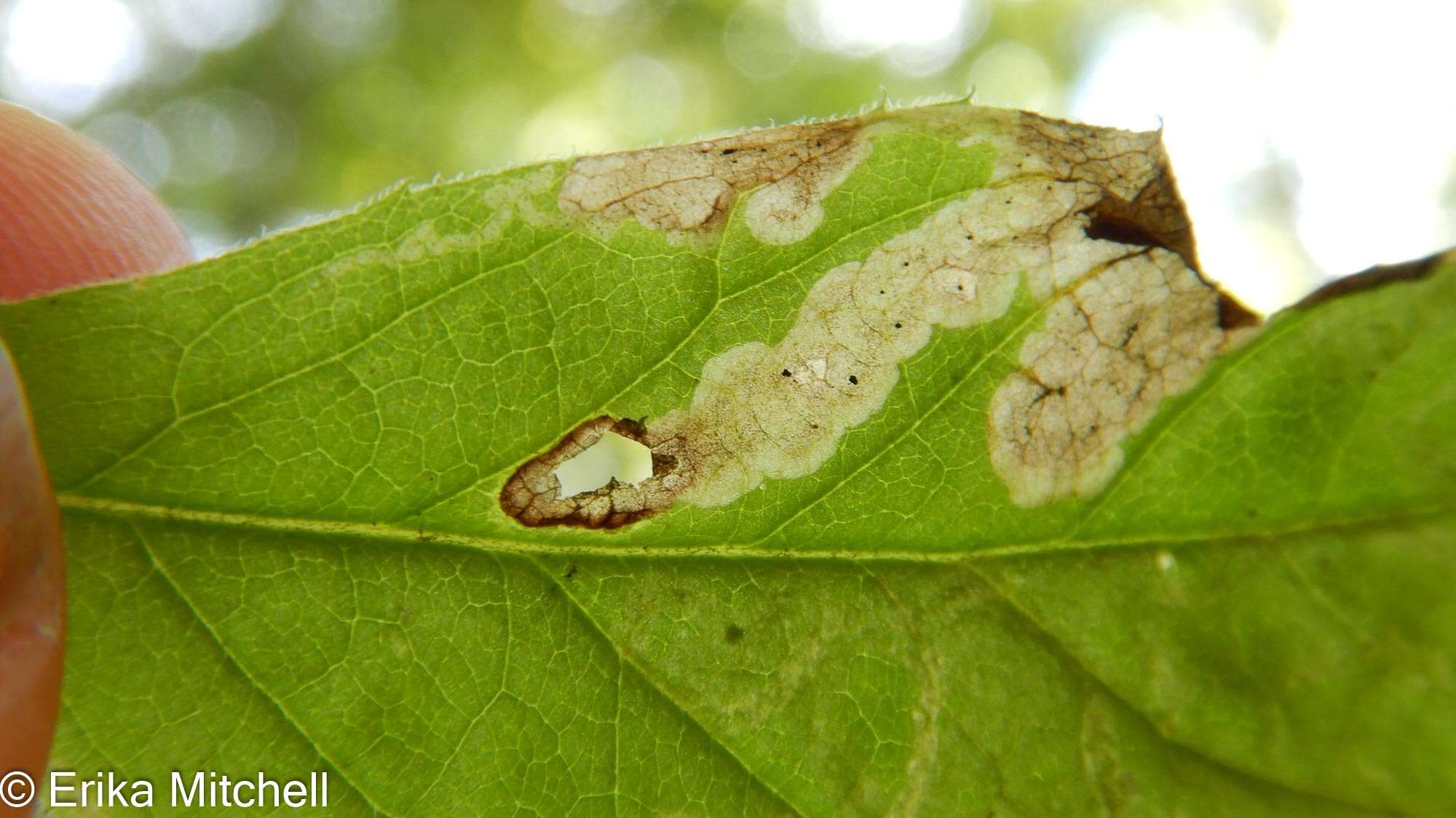 Image of <i>Liriomyza limopsis</i>