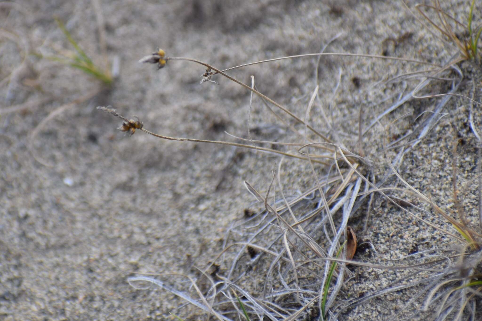 Image of weak arctic sedge