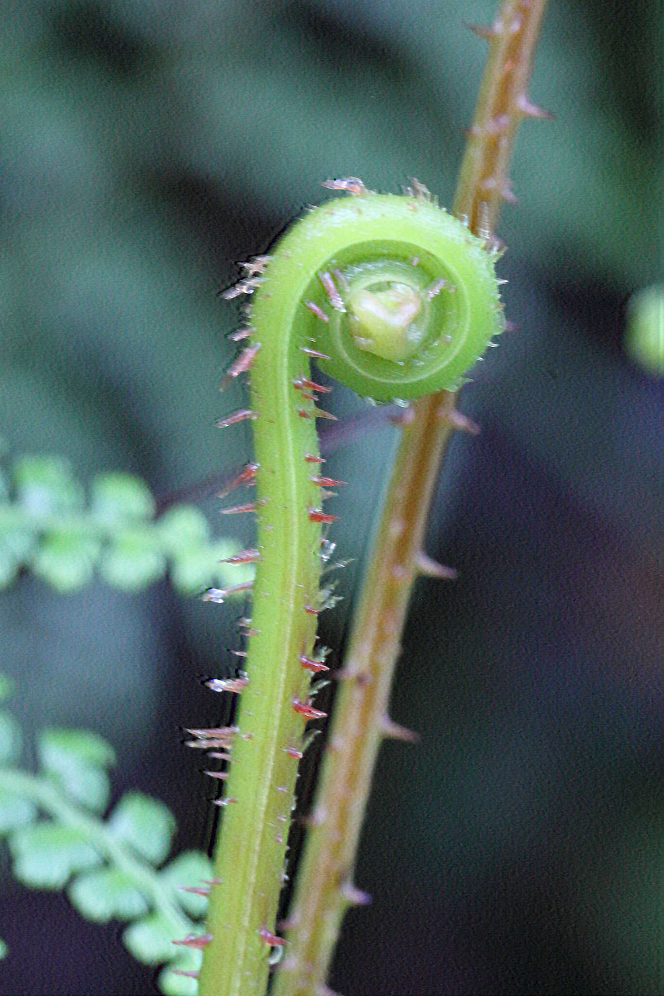 Image of thicket creepingfern