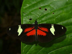 Heliconius hierax Hewitson 1869的圖片