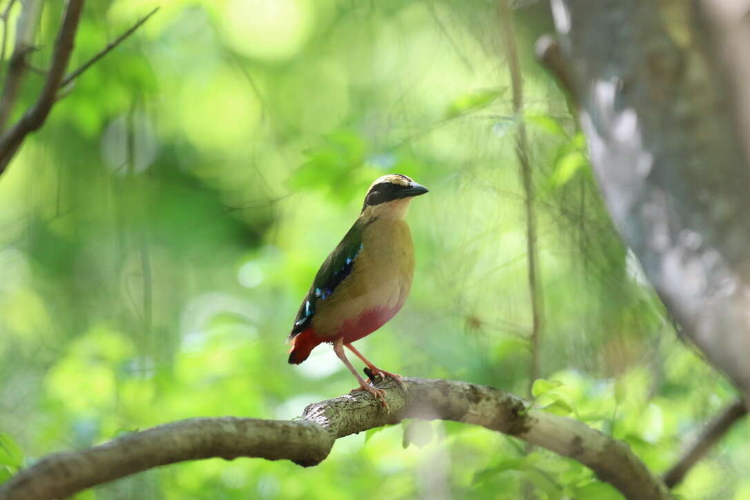 Image of African Pitta