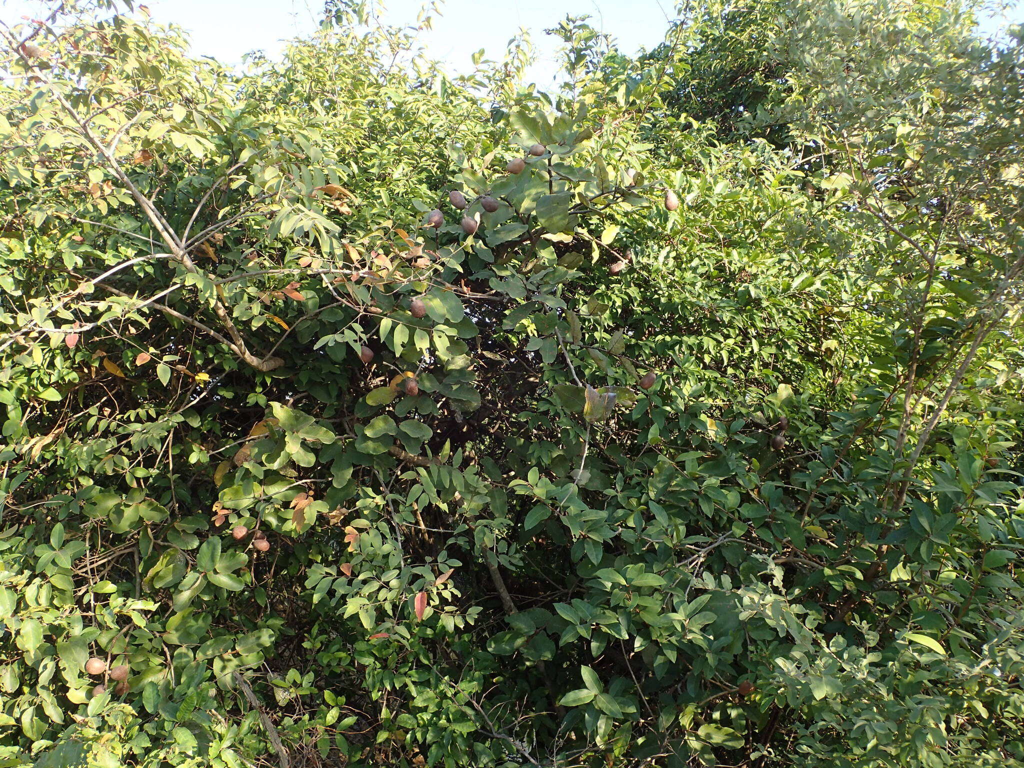 Image of Neocarya macrophylla (Sabine) Prance ex F. White